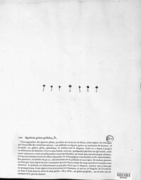 Image of Arrhenia griseopallida